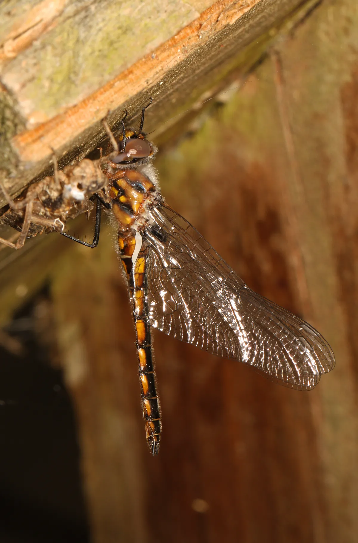 Baskettail Común