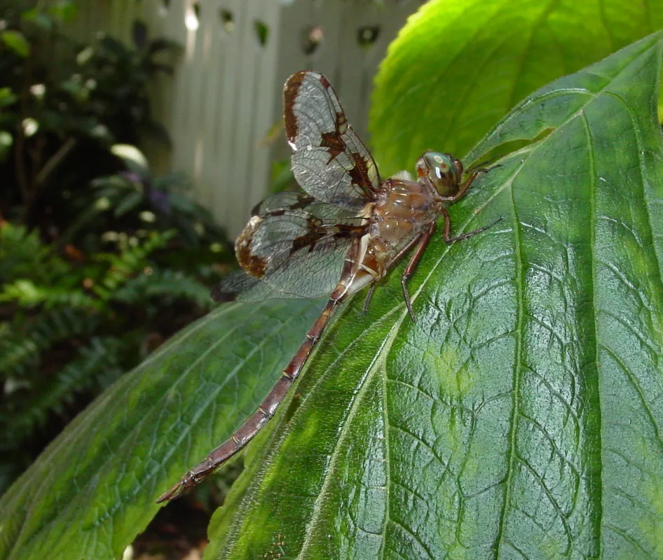 Baskettail Príncipe