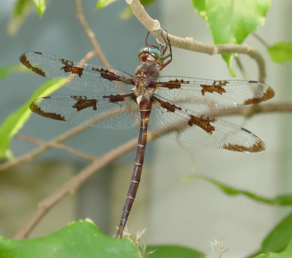 Baskettail Príncipe