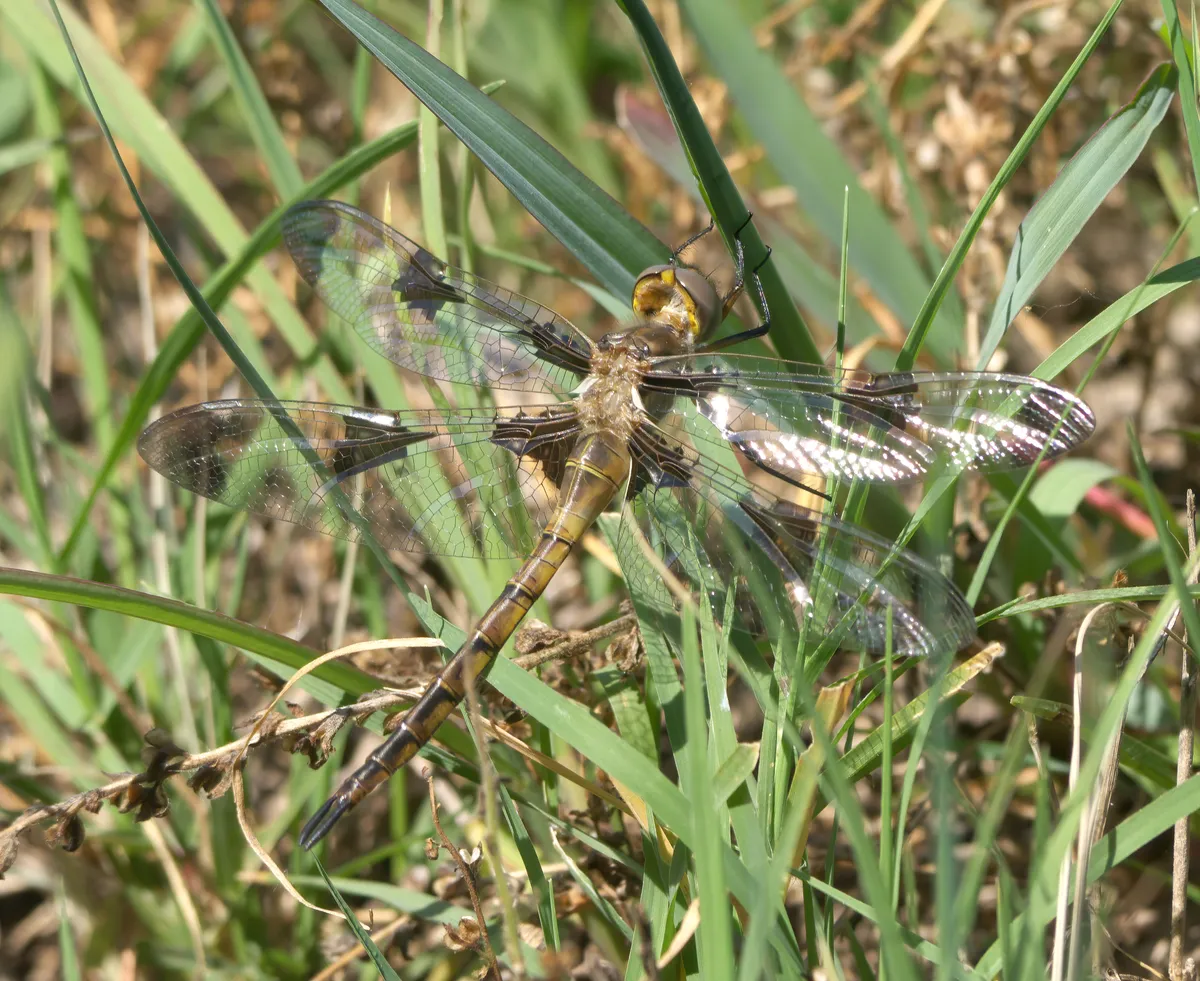 Baskettail Príncipe