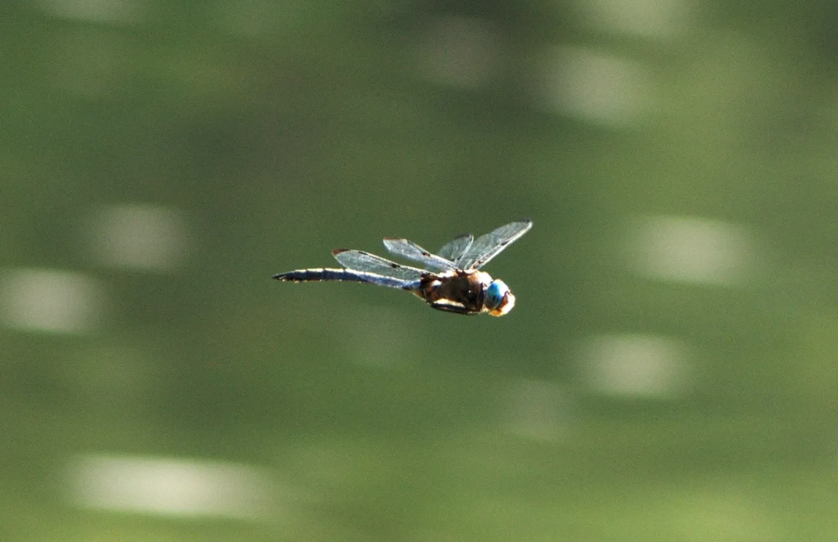 Baskettail Príncipe