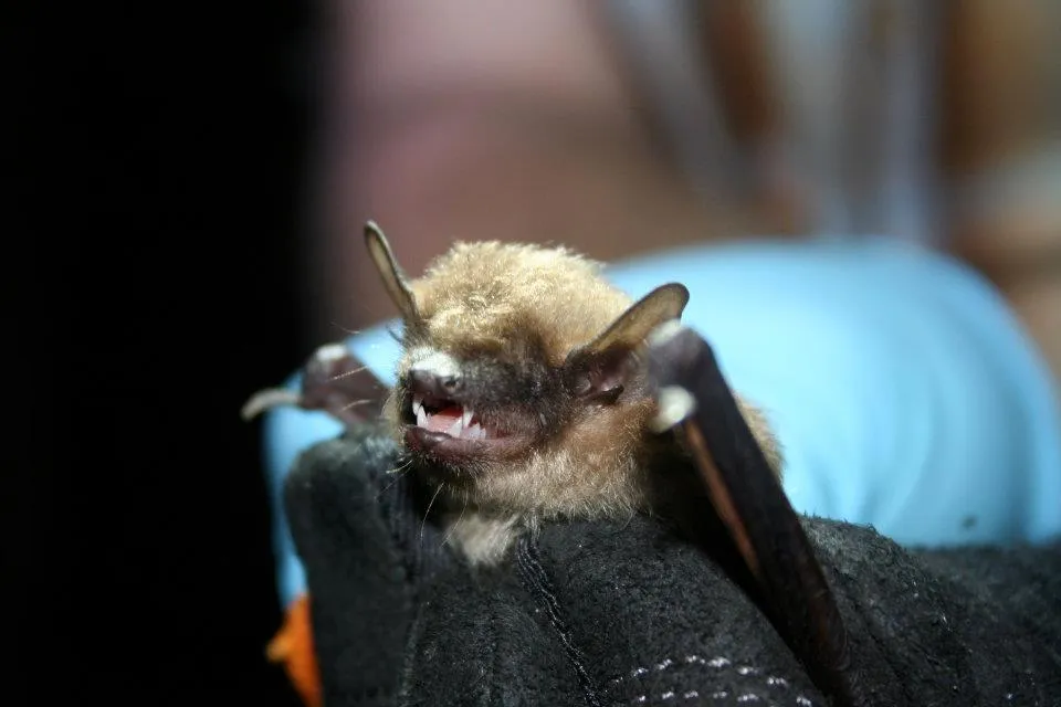 Big Brown Bat