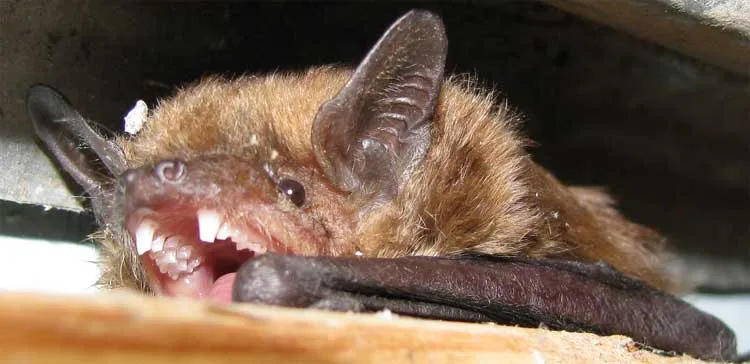 Big Brown Bat