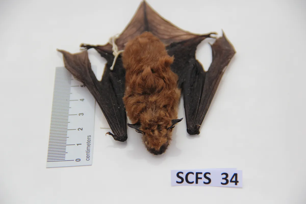Big Brown Bat