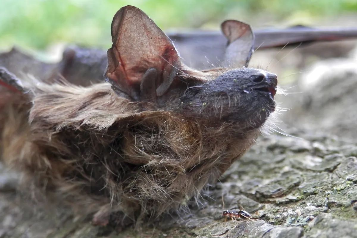 Big Brown Bat