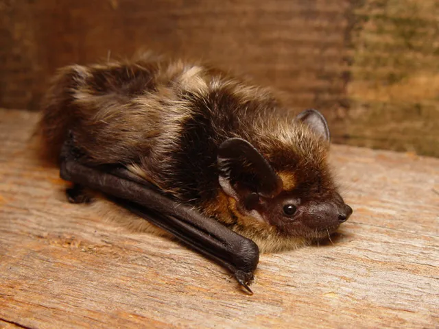 Northern Bat