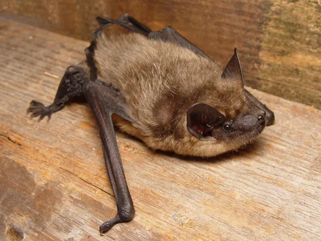 Serotine Bat