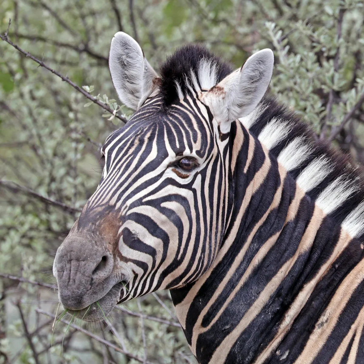 Plains Zebra