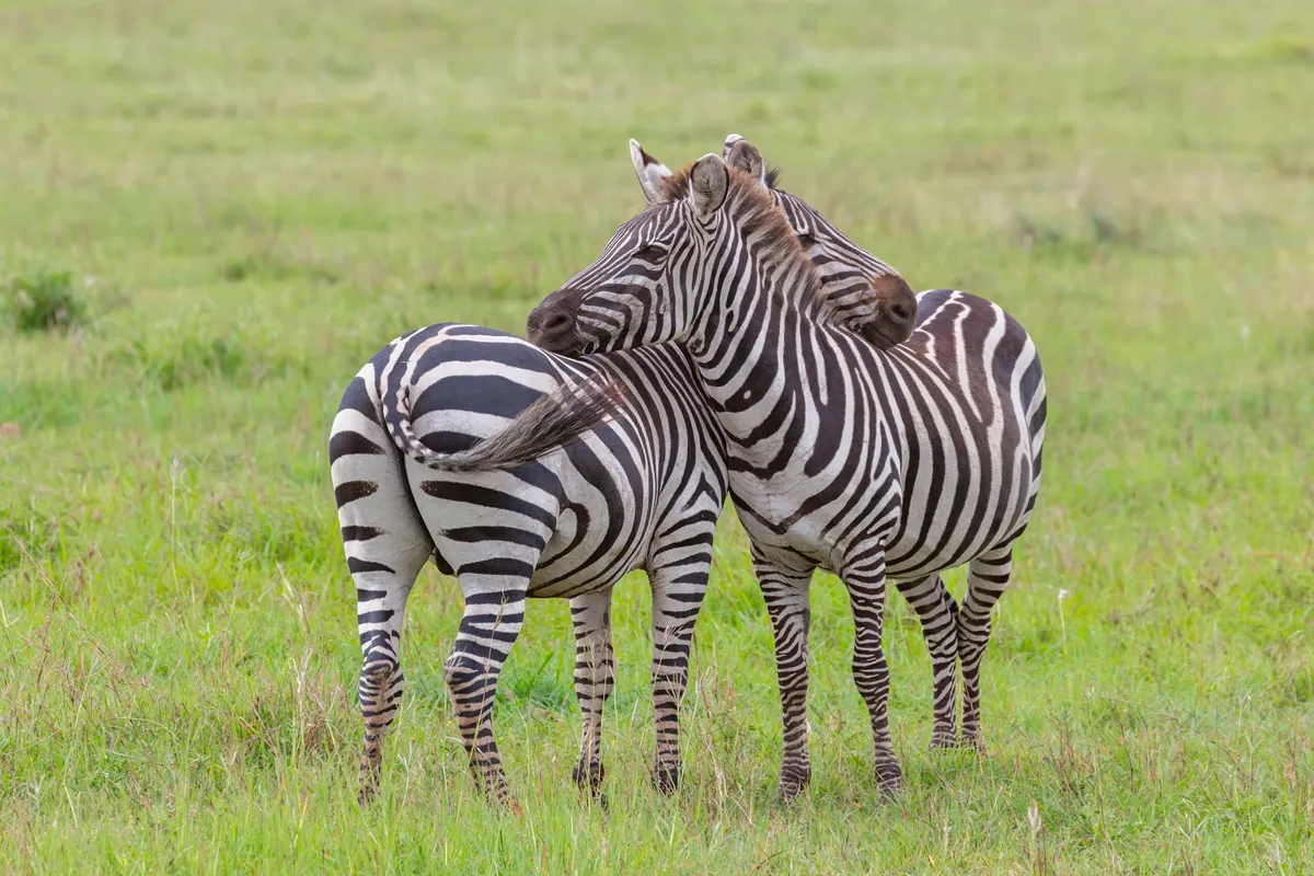 Plains Zebra