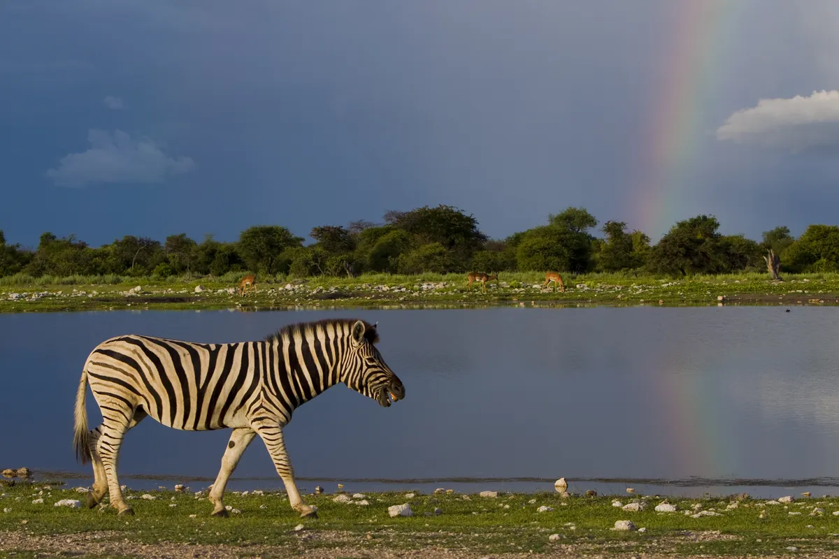 Plains Zebra