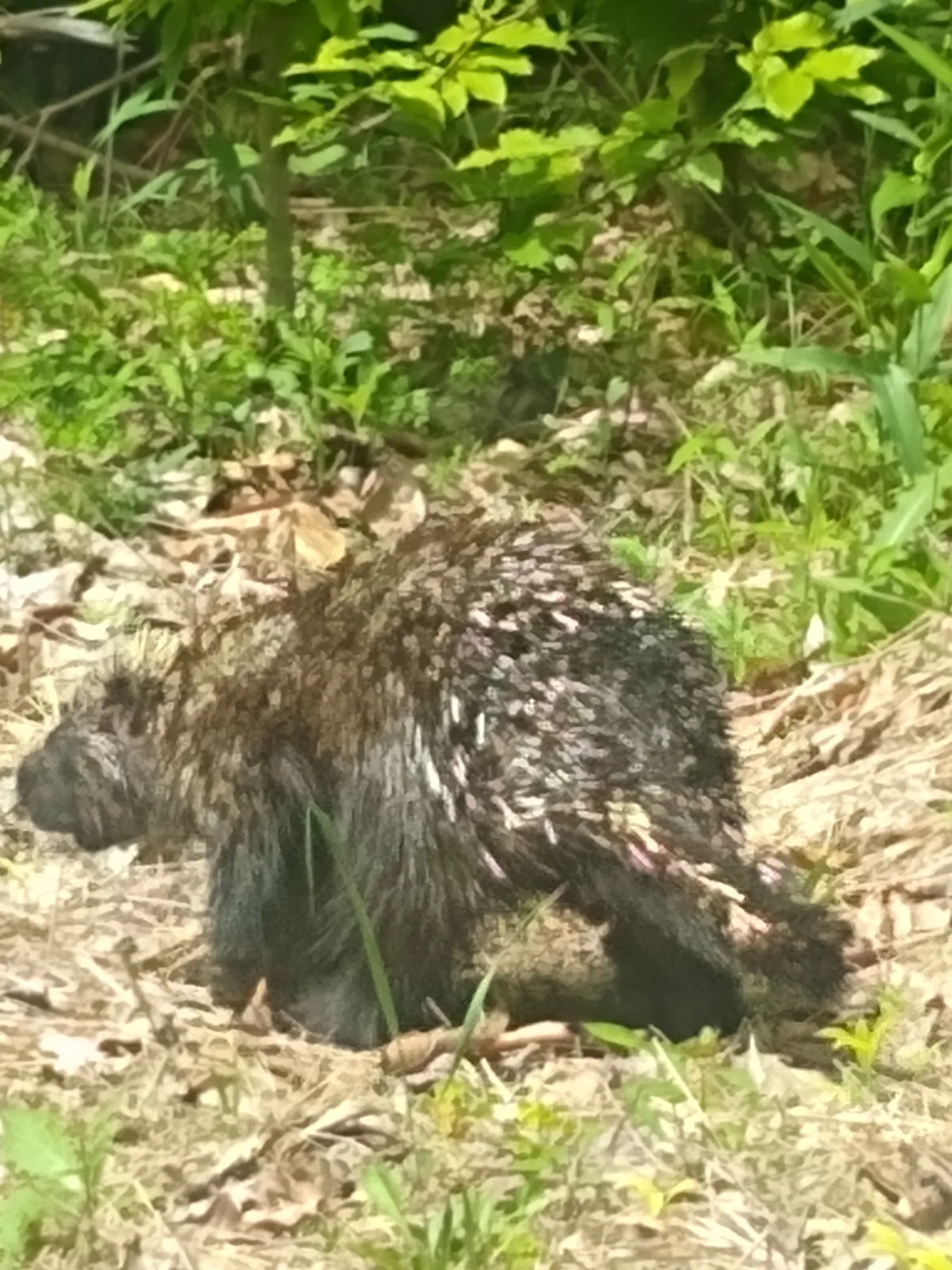 Puercoespín Norteamericano