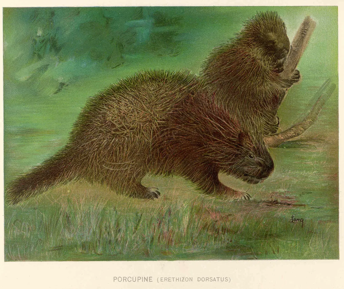 Puercoespín Norteamericano