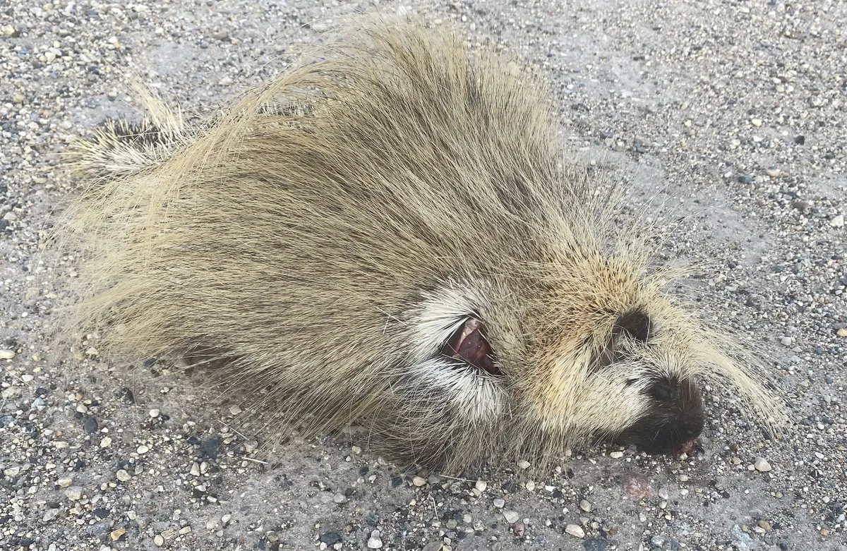 Puercoespín Norteamericano