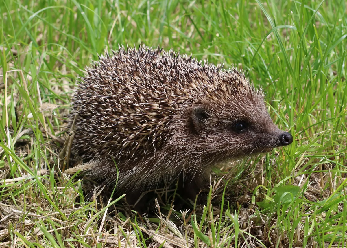 European Hedgehog
