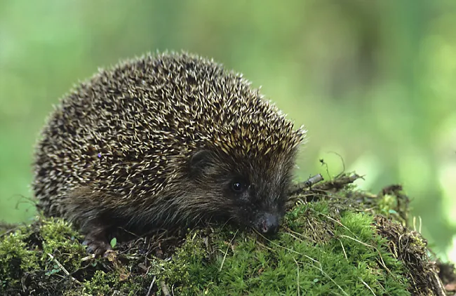 European Hedgehog