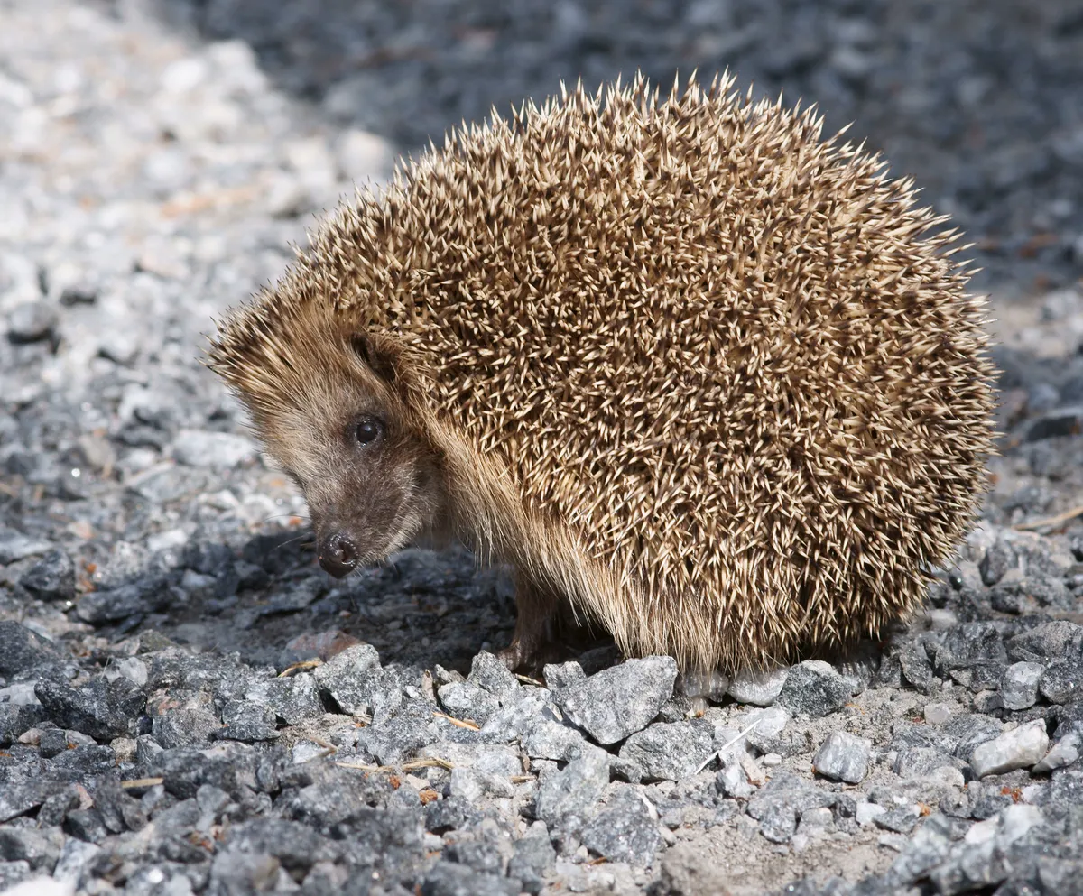 European Hedgehog