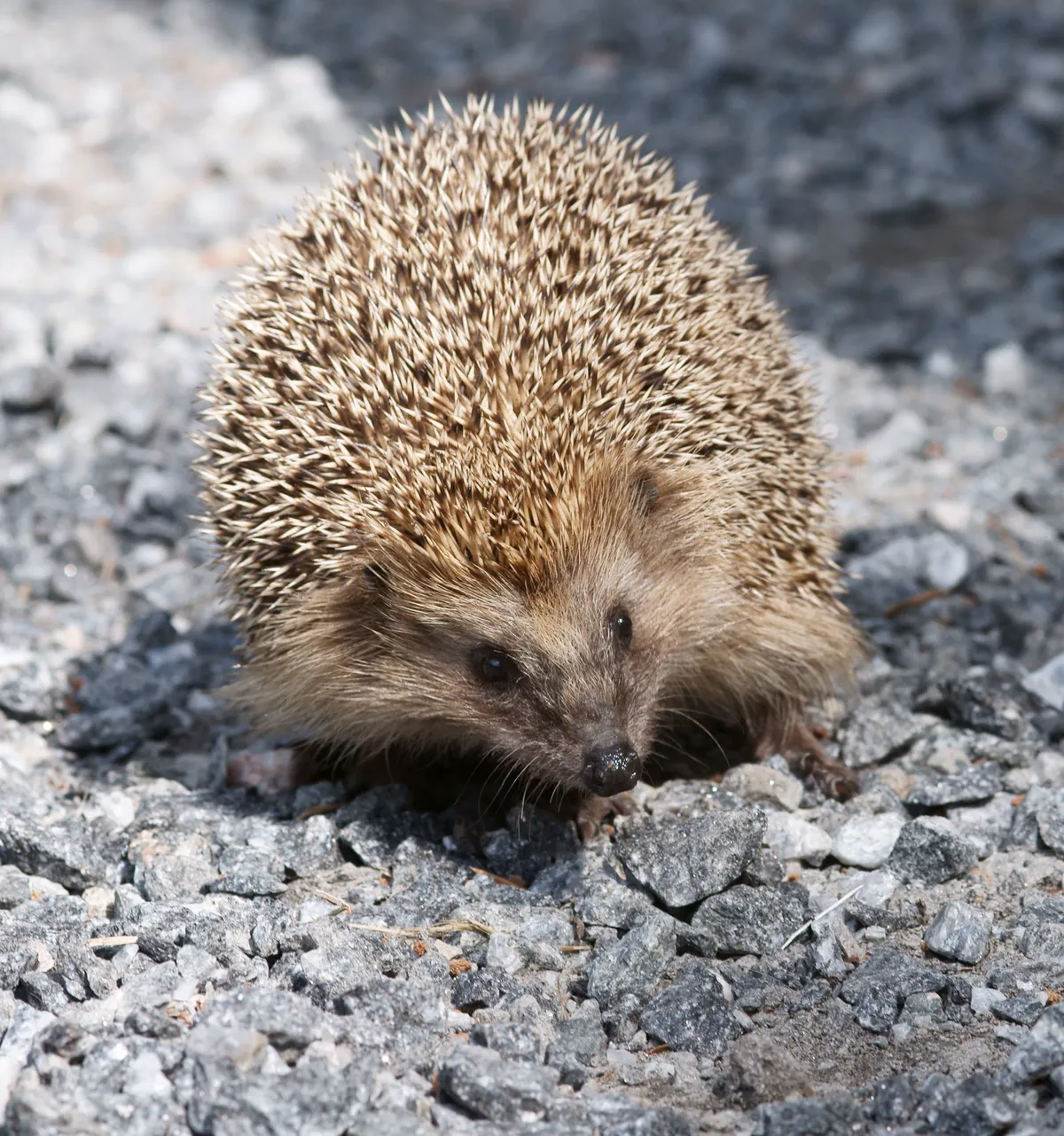 European Hedgehog