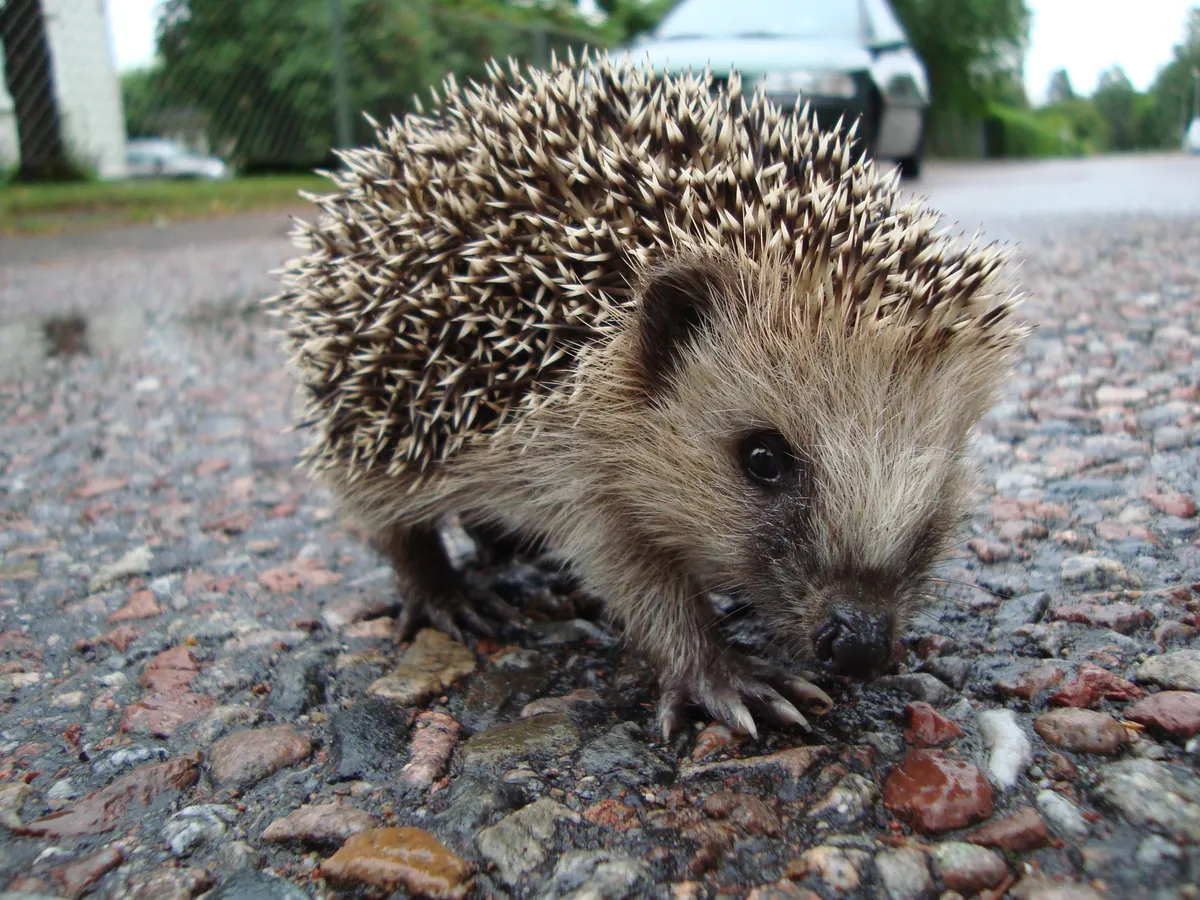 European Hedgehog