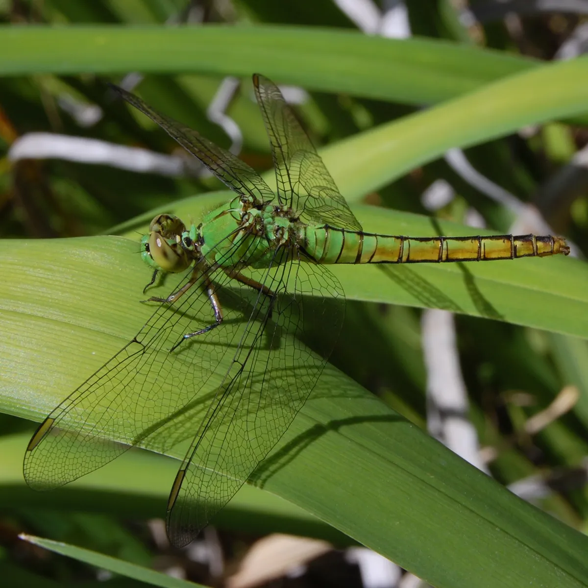 Libélula Occidental de Estanque