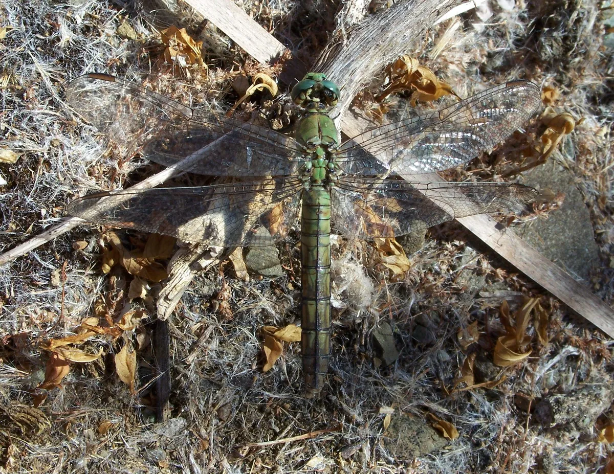 Libélula Occidental de Estanque