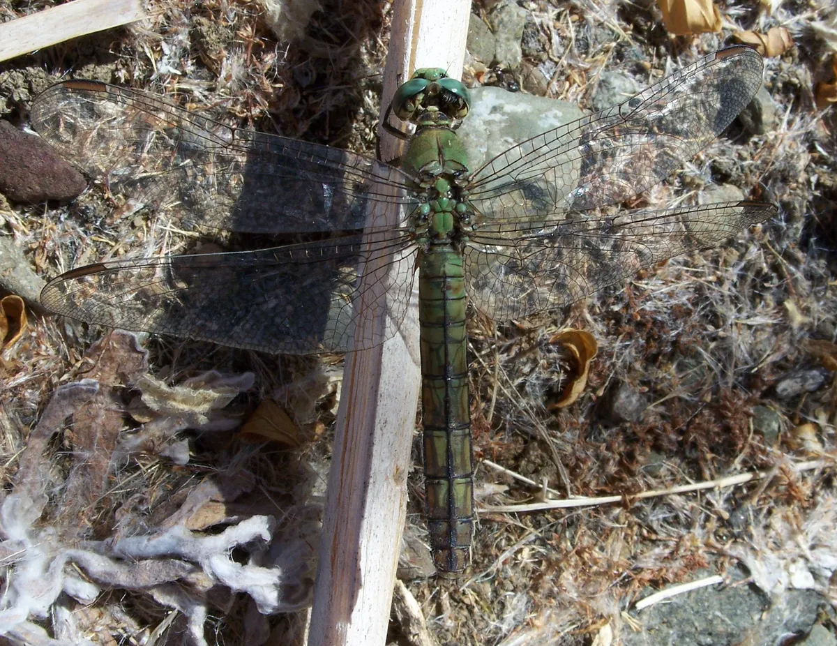 Libélula Occidental de Estanque