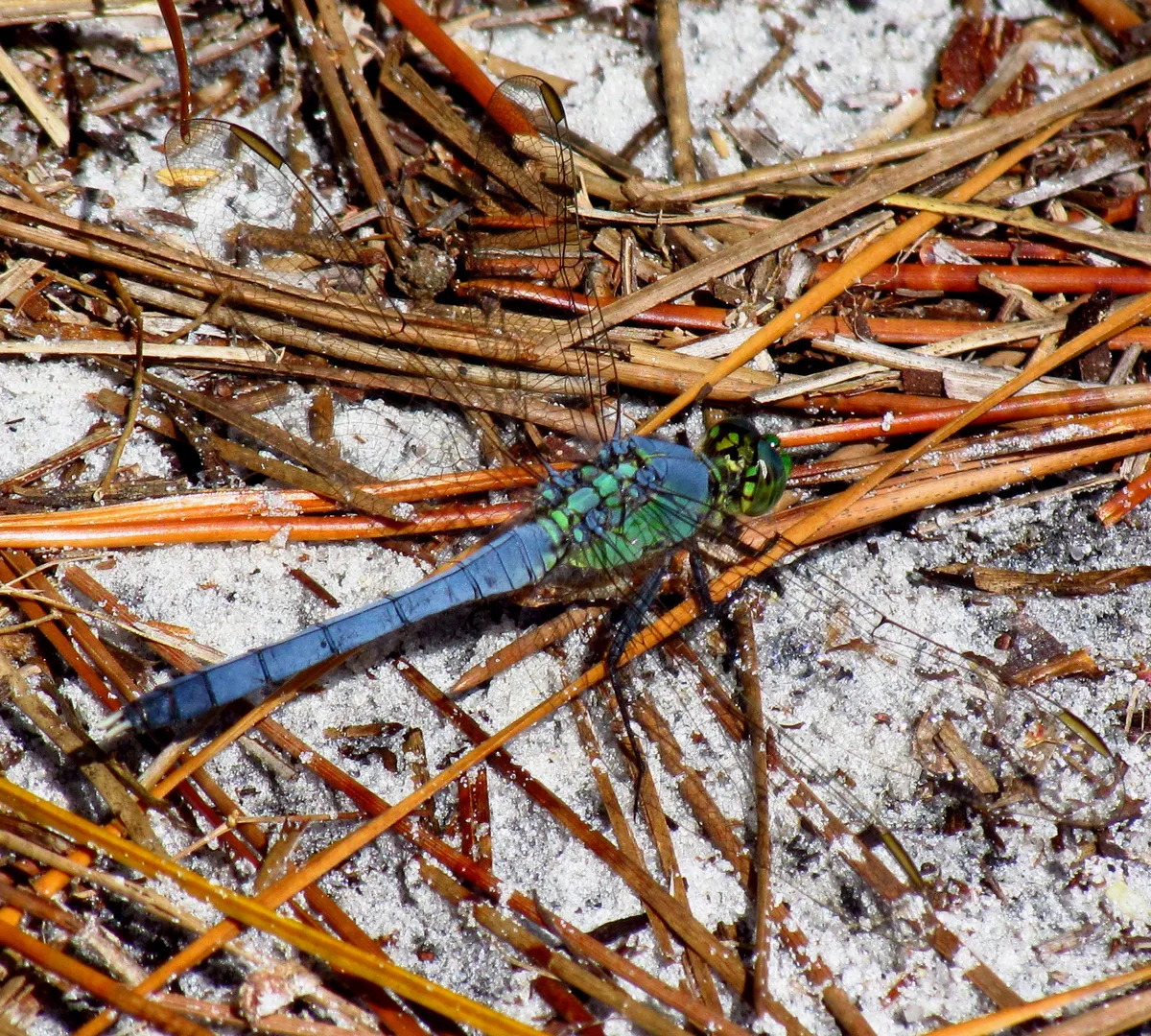 Eastern Pondhawk