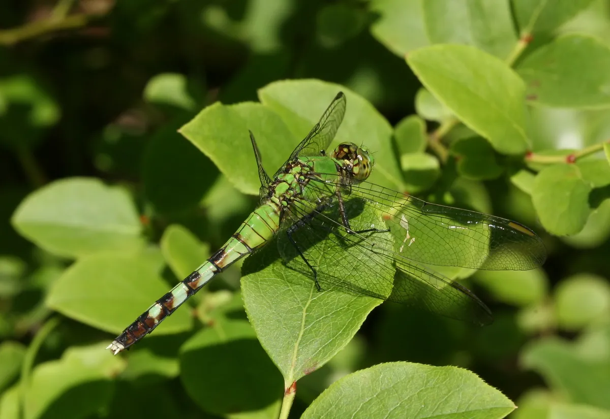 Eastern Pondhawk