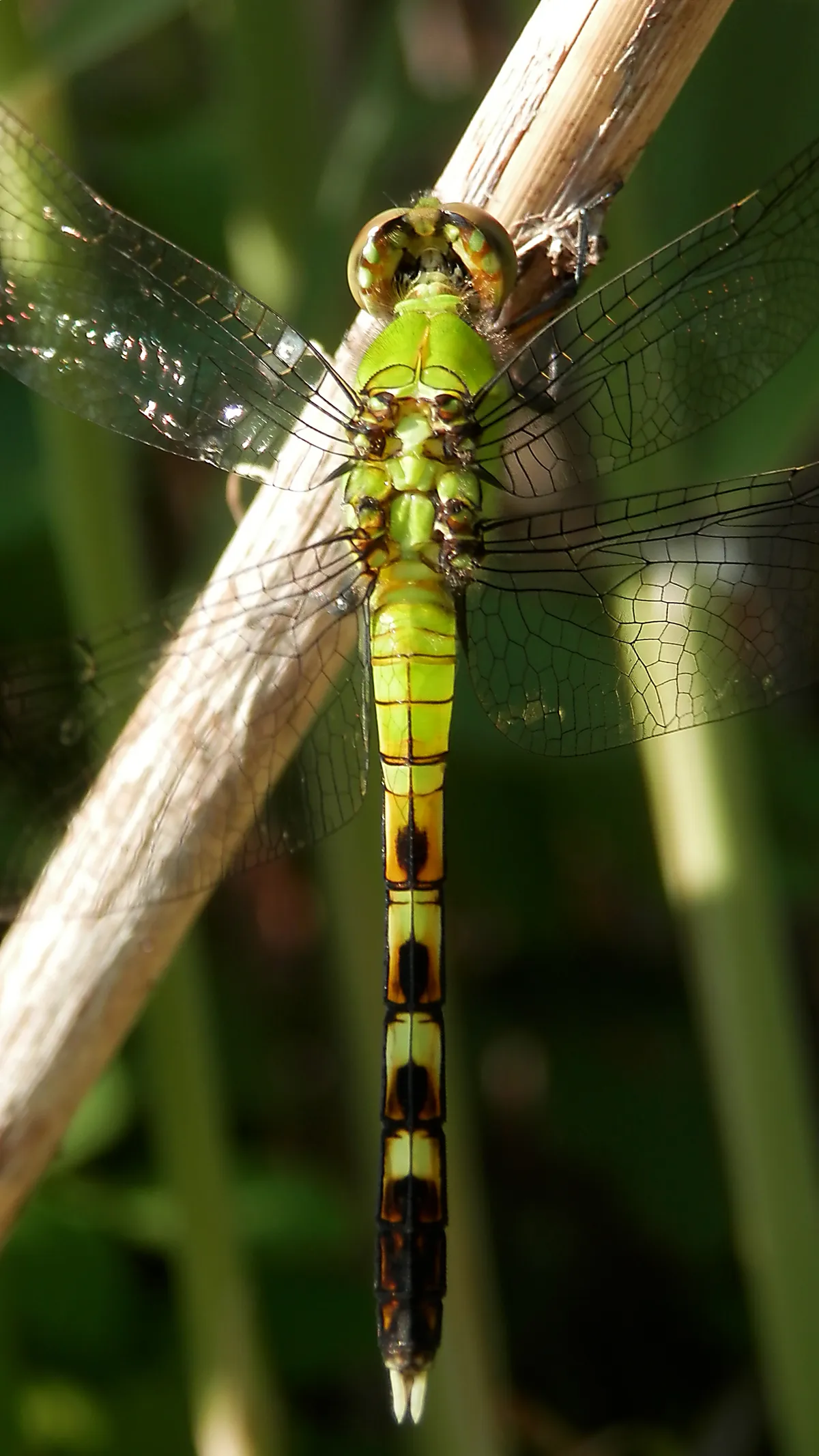 Eastern Pondhawk