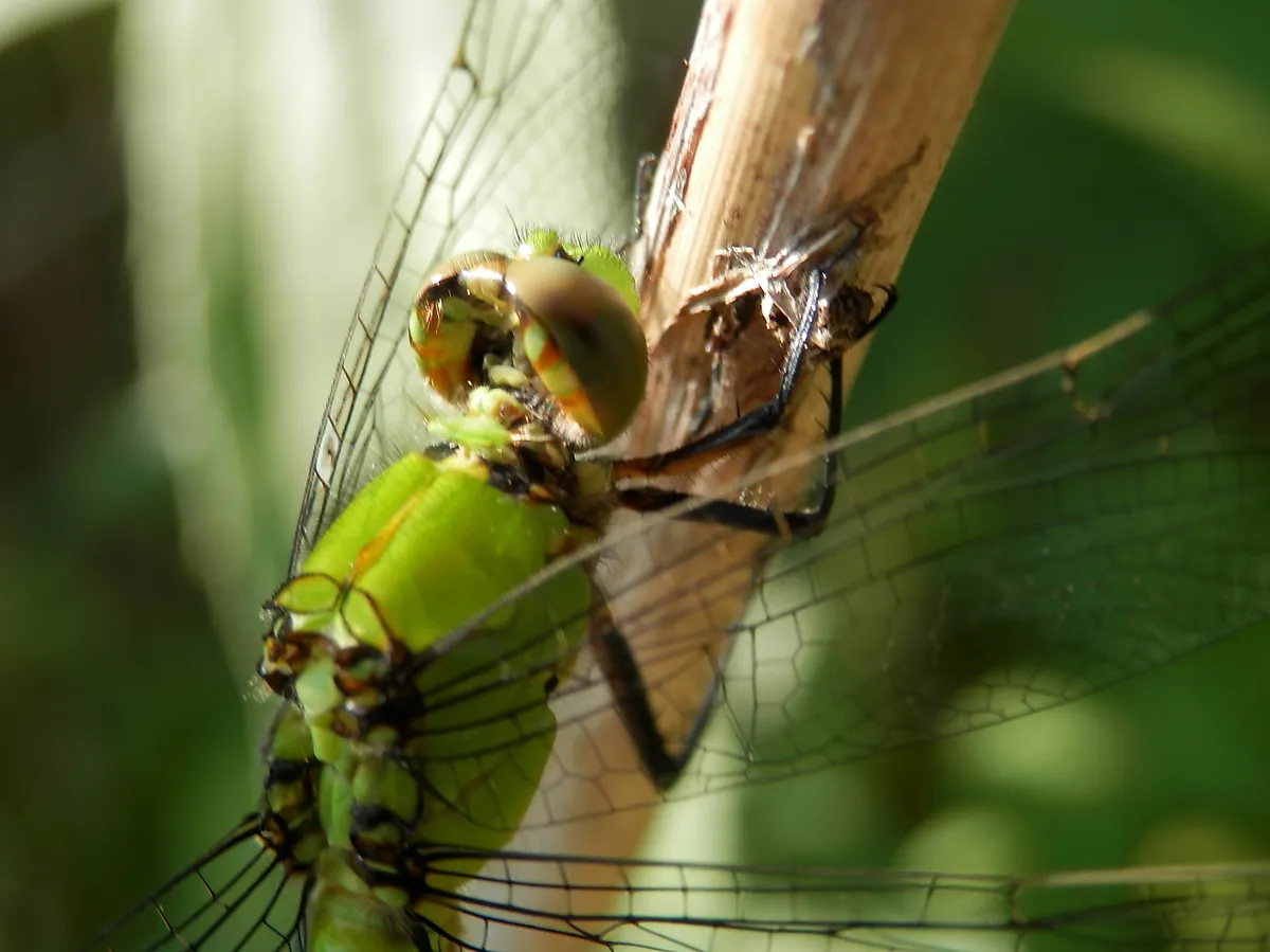 Eastern Pondhawk