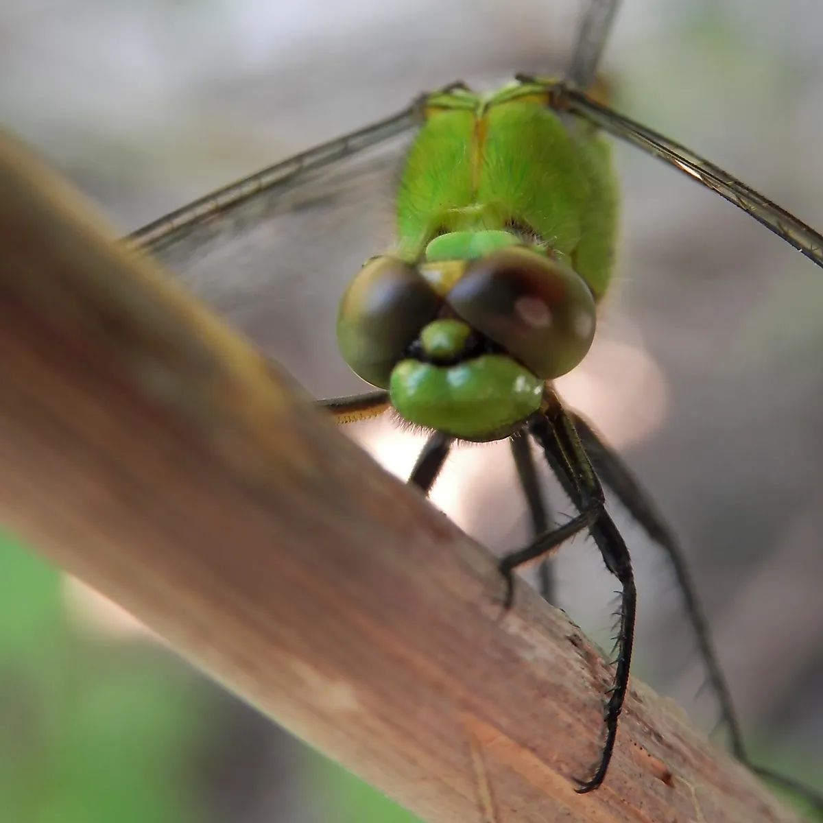 Eastern Pondhawk