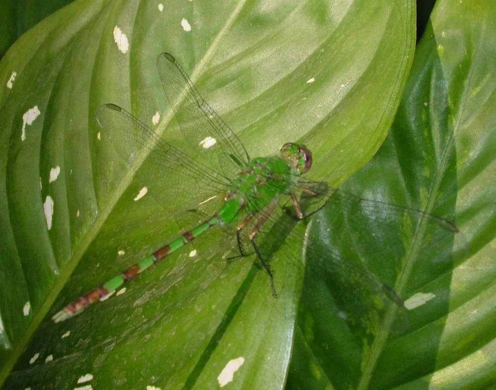 Great Pondhawk