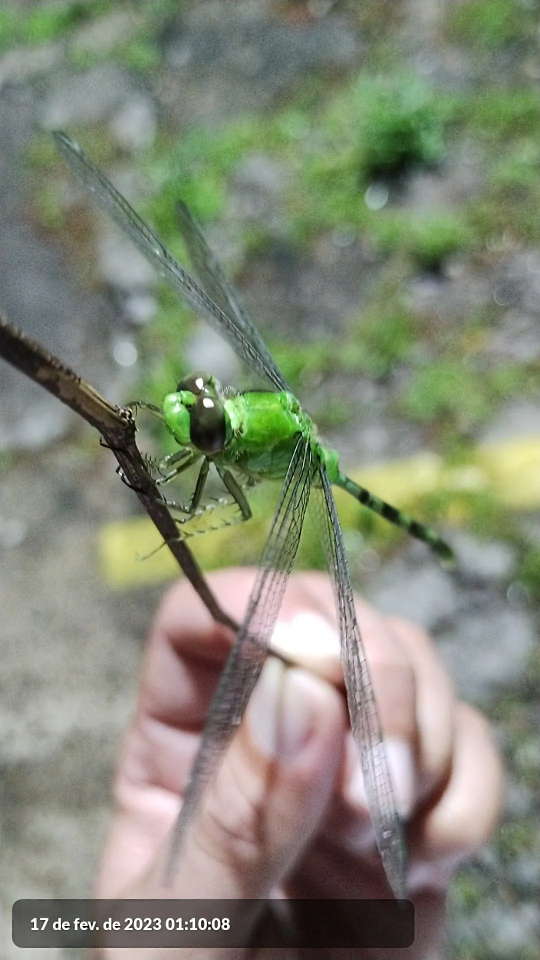 Great Pondhawk