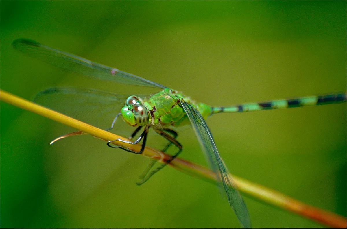 Great Pondhawk