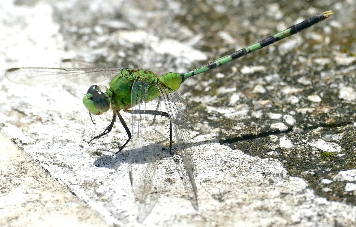 Great Pondhawk