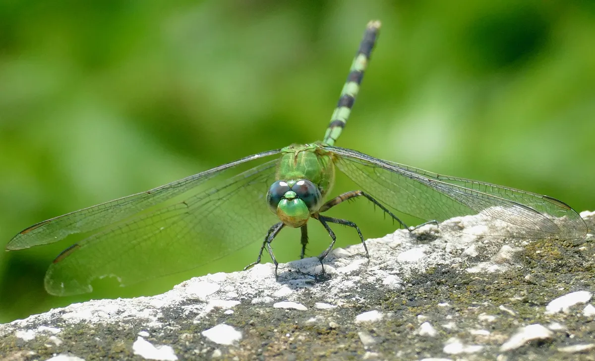 Great Pondhawk