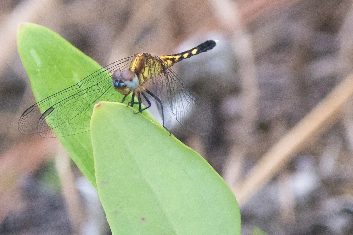 Libélula Azul Pequeña