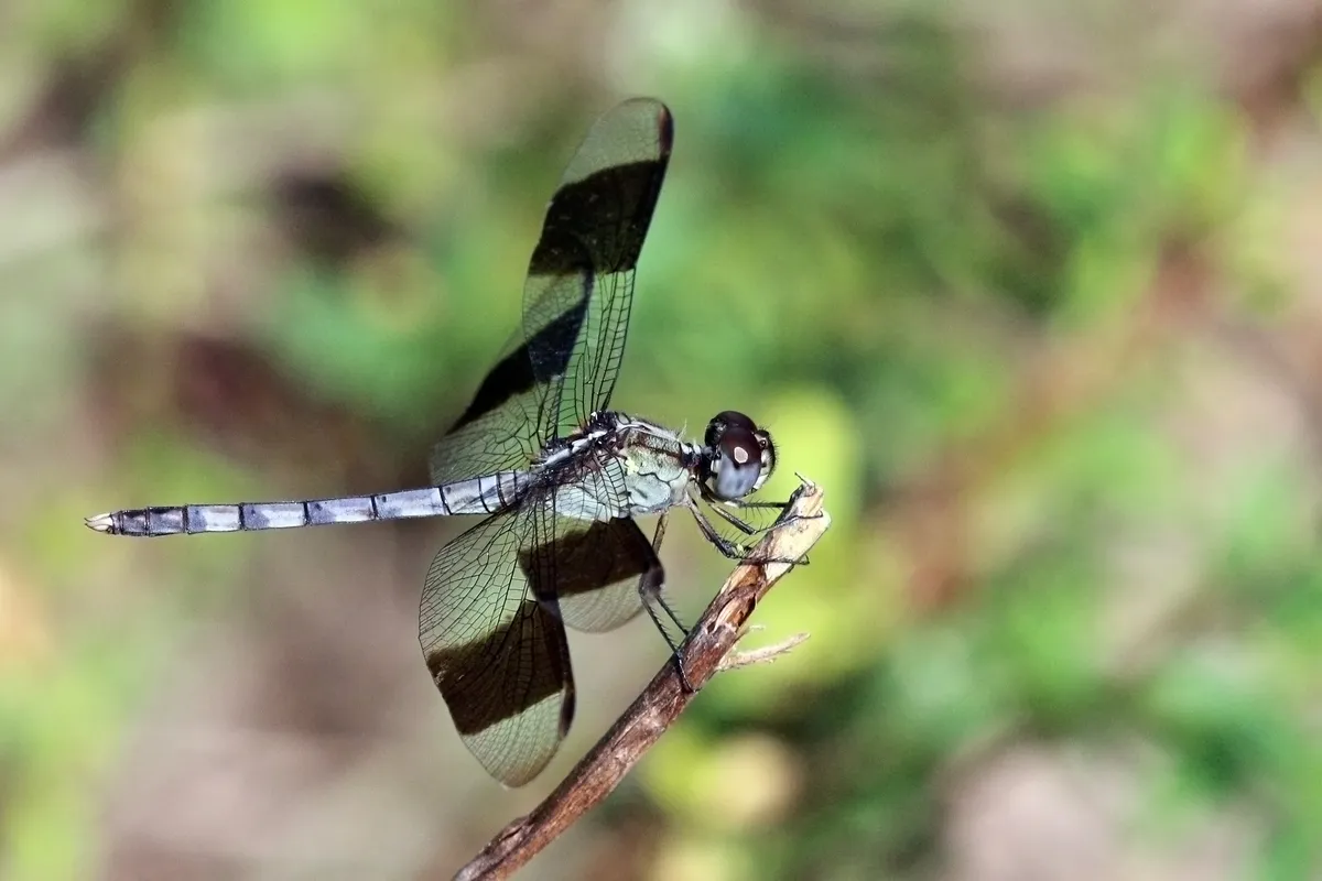 Erythrodiplax umbrata