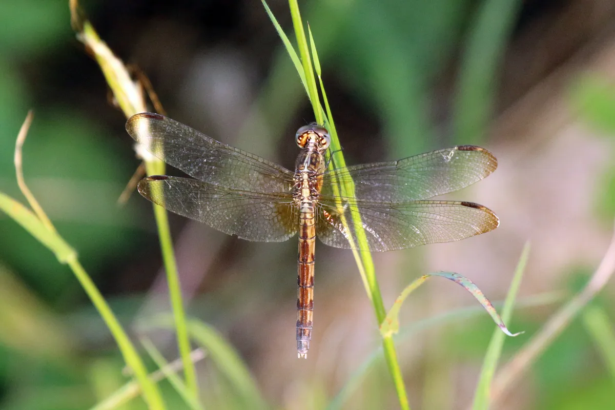 Libélula de Alas Bandeadas