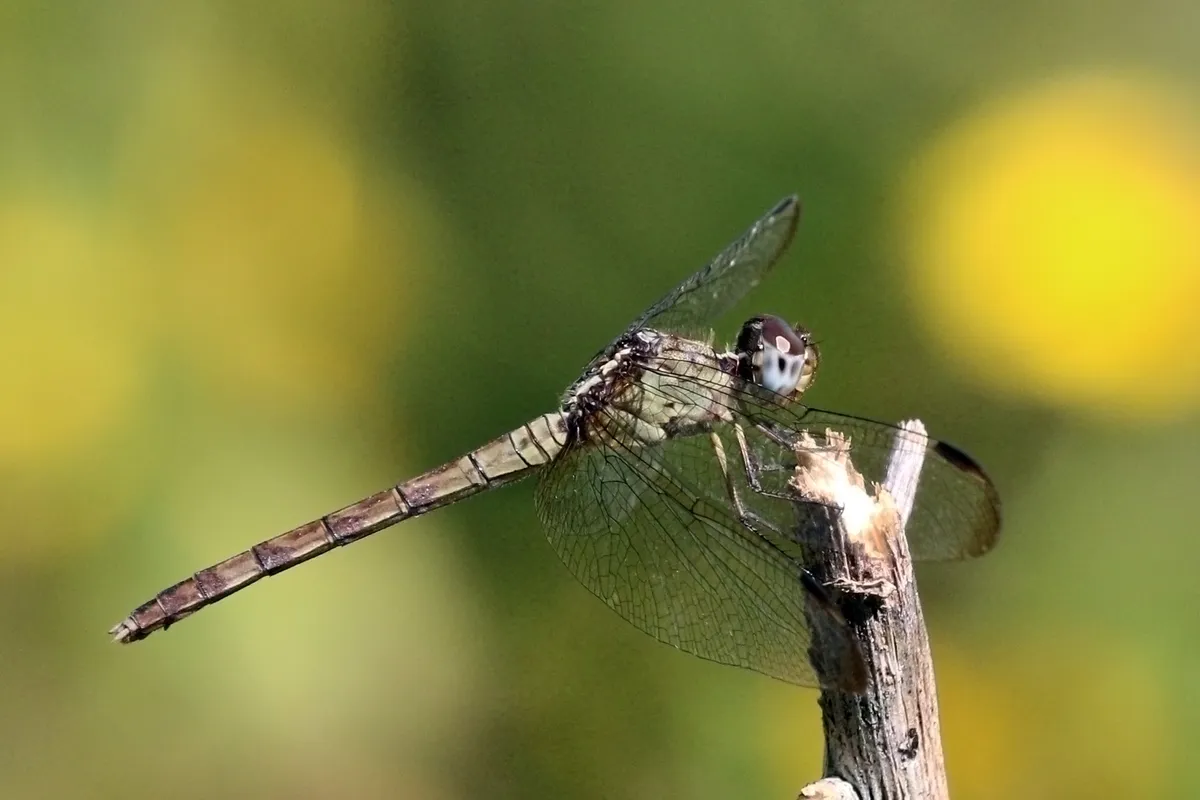 Libélula de Alas Bandeadas