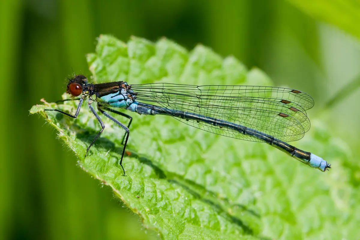 Red-eyed Damselfly
