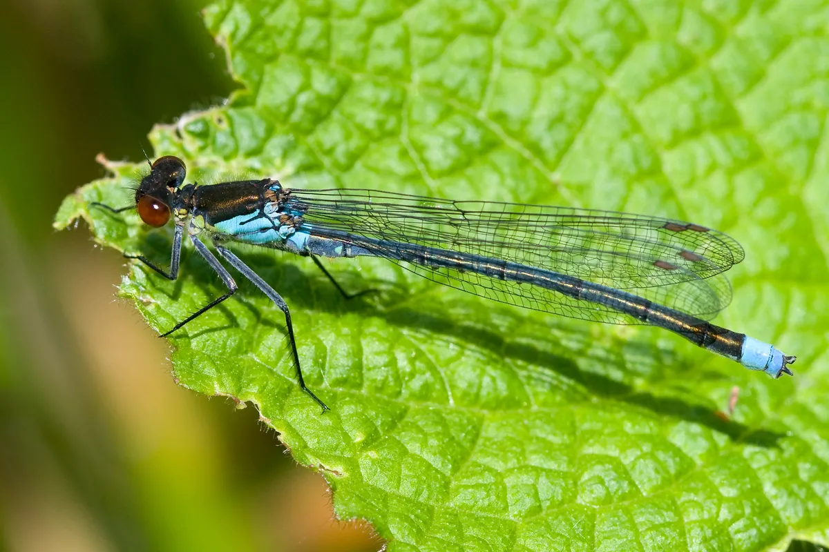 Red-eyed Damselfly