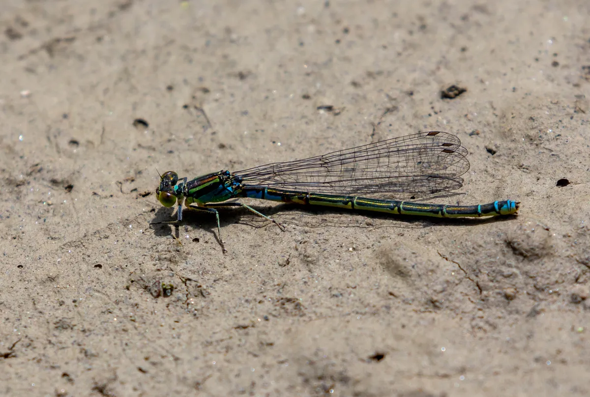 Small Red-eyed Damselfly