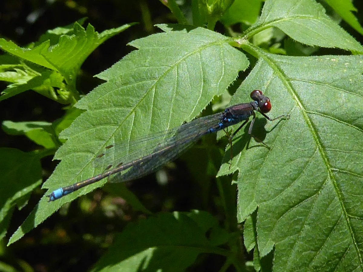 Small Red-eyed Damselfly