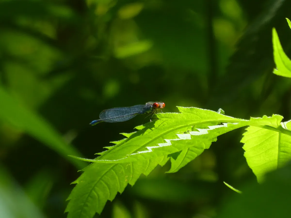 Small Red-eyed Damselfly