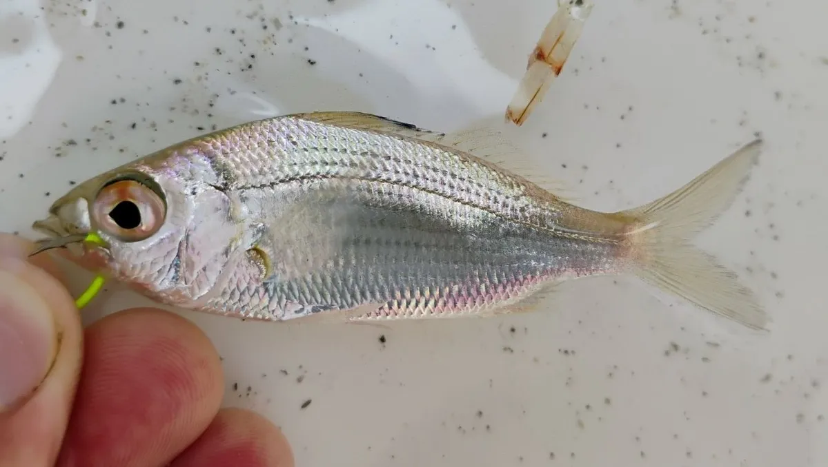 Eucinostomus argenteus