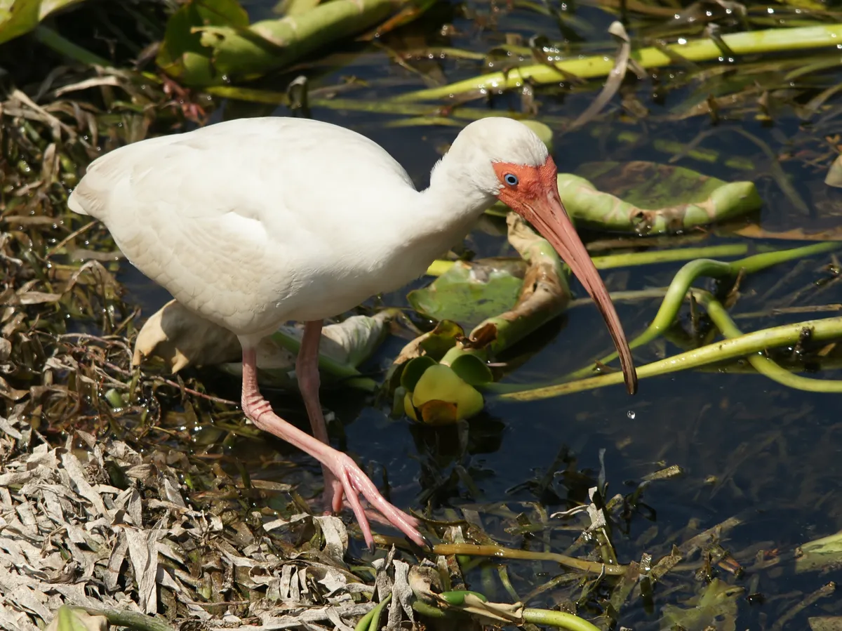 Ibis Blanco Americano
