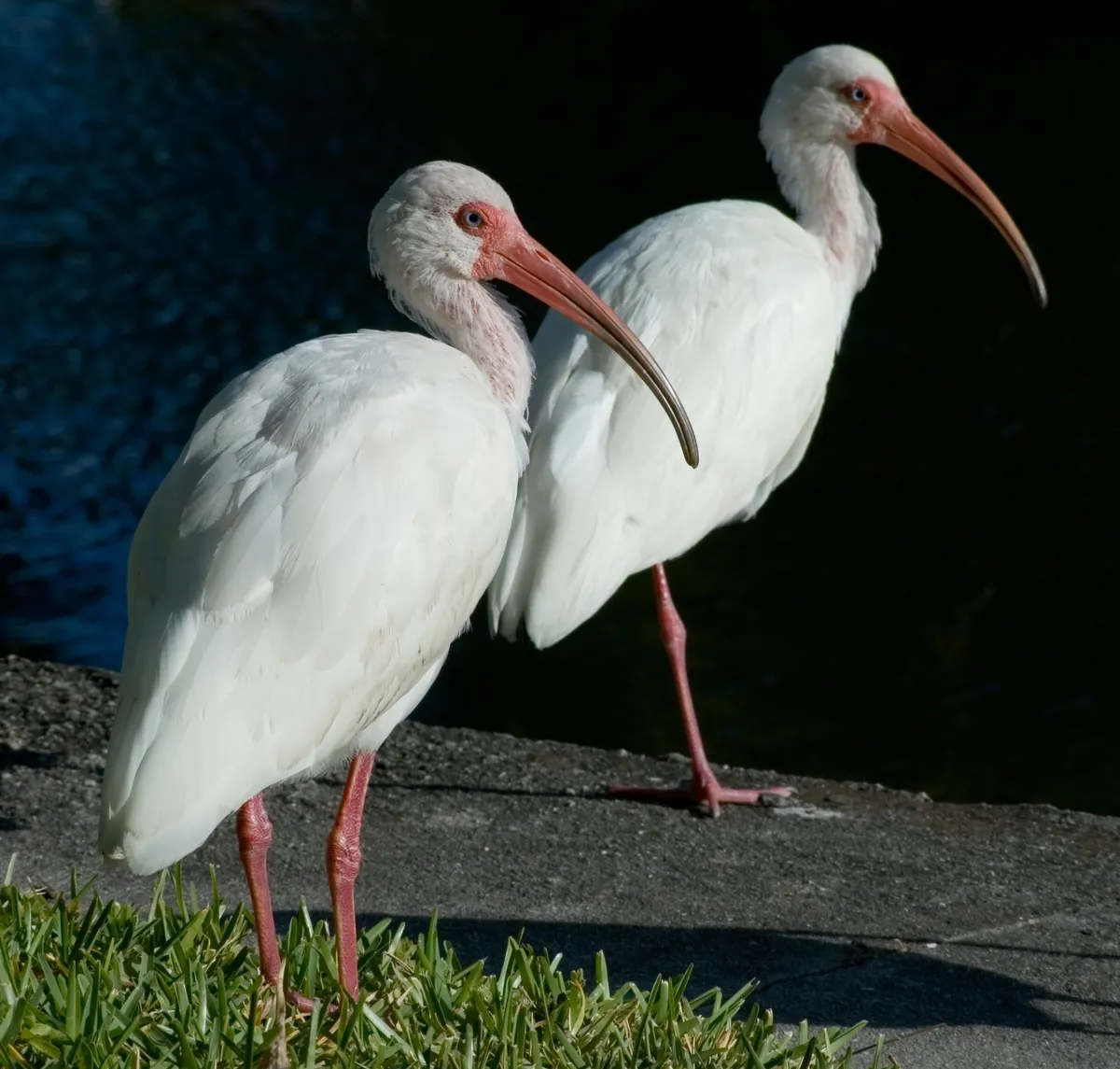 Ibis Blanco Americano