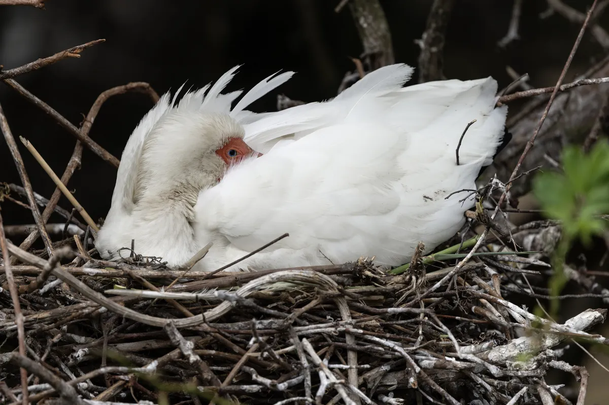 Ibis Blanco Americano