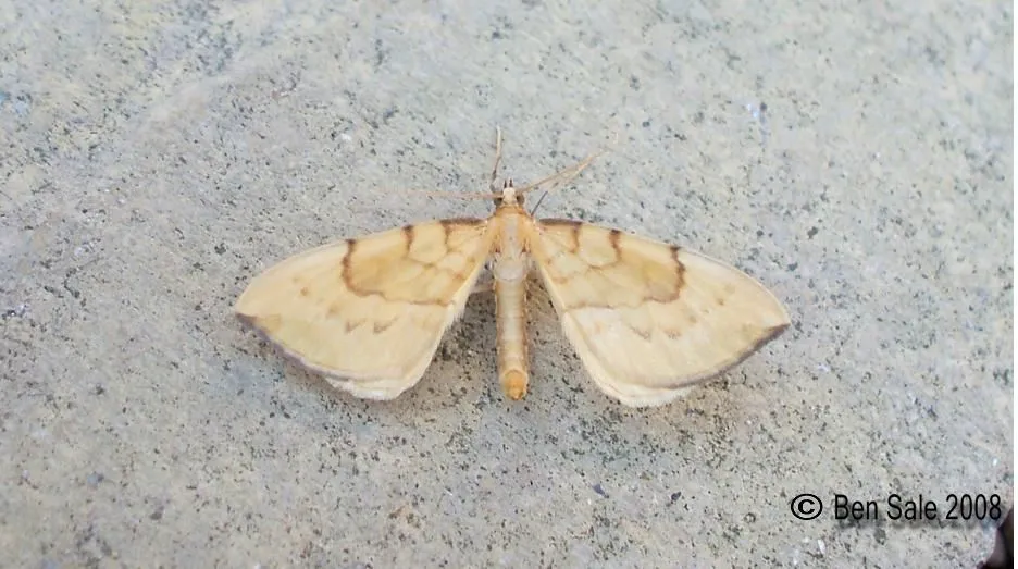 Eulithis pyraliata