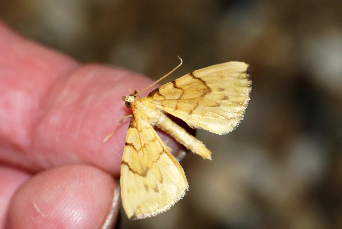 Pyraliata Wave Moth